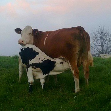 Benmar Farm Cow and Calf